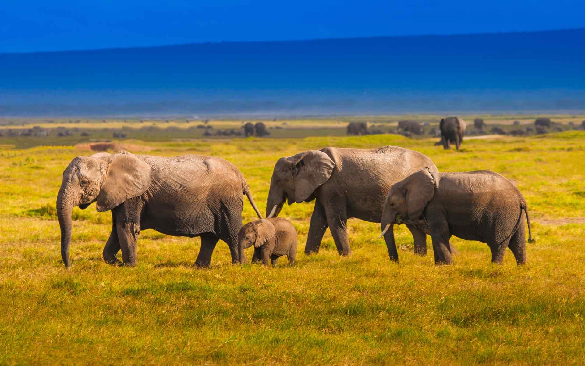 When-to-go-to-Kenya-for-a-safari-1