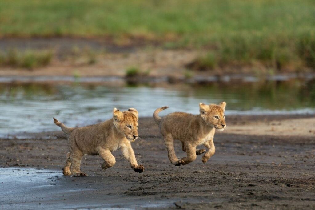 Safari en Tanzania de 8 días precio