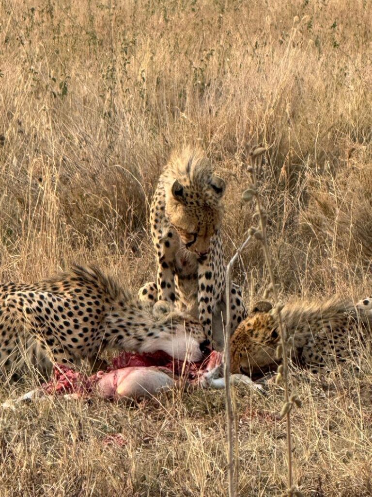Safari a tu medida Tanzania
