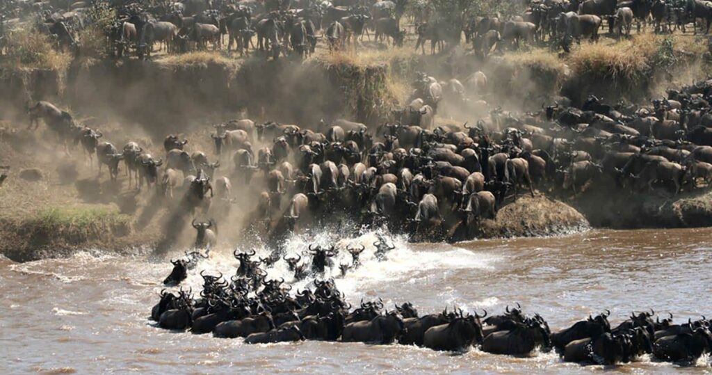 gran migración Serengeti