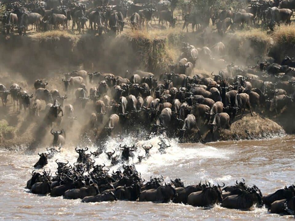 gran migración Serengeti
