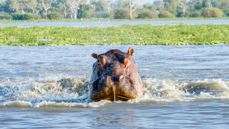 Hippo