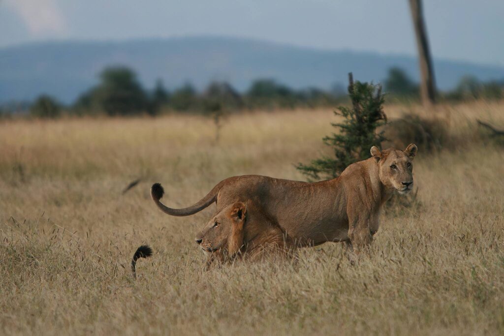 paquete safari Selous