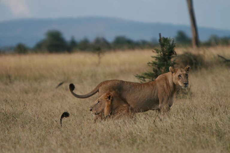 paquete safari Selous
