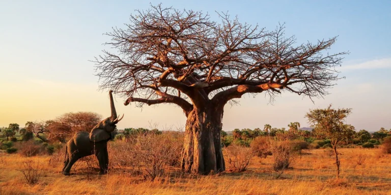 safari privado sur Tanzania